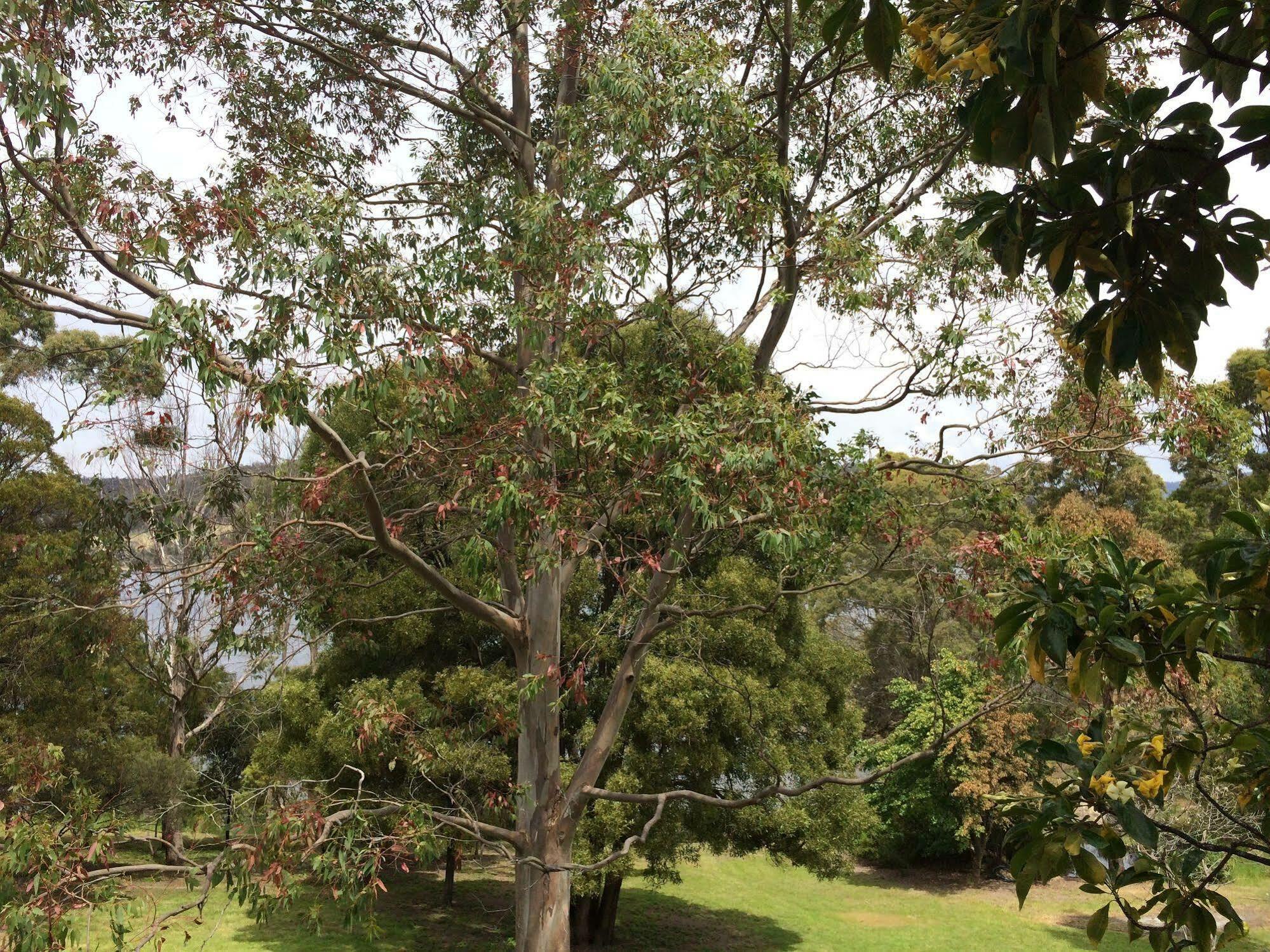 Tranquil Point Guest House Cygnet Exterior foto